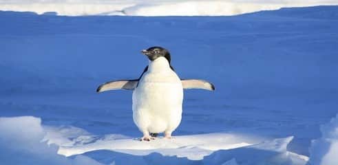 google-penguin-banquise (Copier)
