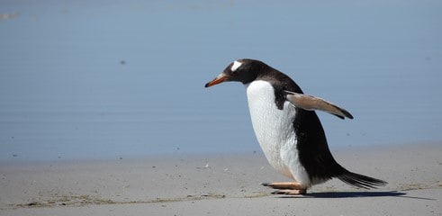 google penguin 4 0