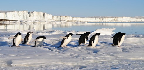 google-penguin-mise-a-jour (Copy)