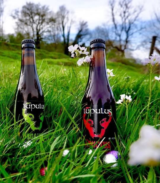 Branding Creation Site Lupulus