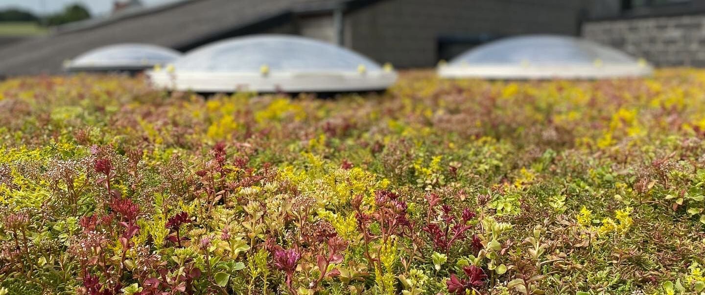 Projet Upgreen Referencement Naturel